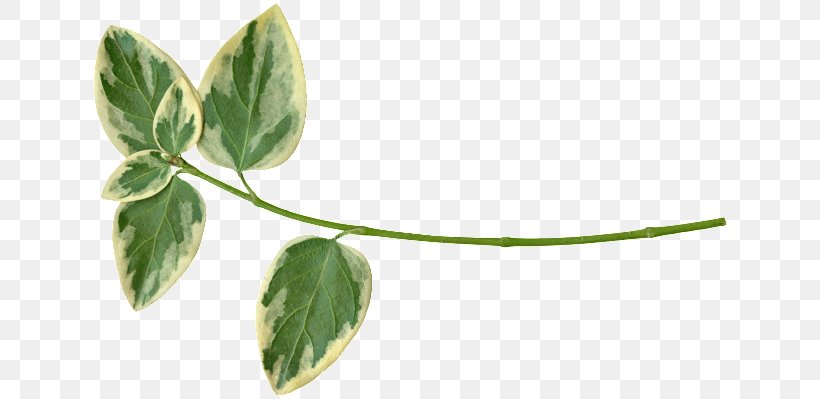 Leaf Plant Stem Herb, PNG, 640x399px, Leaf, Herb, Plant, Plant Stem Download Free