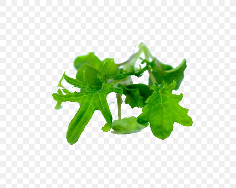 Leaf Vegetable Lettuce Herb, PNG, 653x653px, Vegetable, Efficiency, Flavor, Food, Herb Download Free