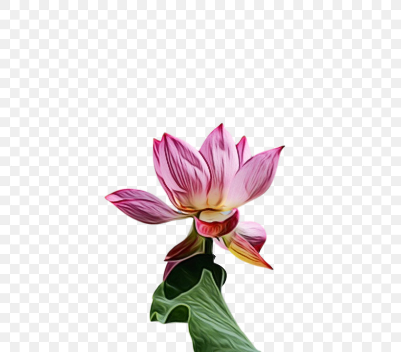 Plant Stem Aquatic Plant Cut Flowers Sacred Lotus Nelumbonaceae, PNG, 522x720px, Watercolor, Aquatic Plant, Biology, Cut Flowers, Flower Download Free