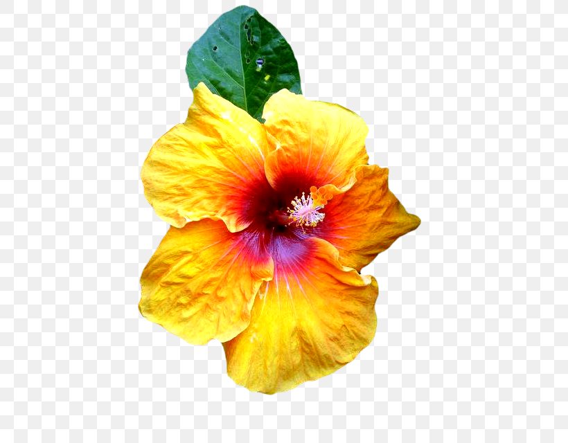 Shoeblackplant Web Browser Internet, PNG, 575x640px, Shoeblackplant, Chinese Hibiscus, Flower, Flowering Plant, Hibiscus Download Free