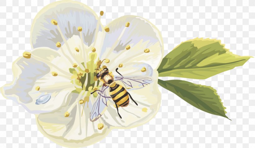 Spring Flower Peach, PNG, 1000x580px, Spring, Bee, Blossom, Cherry, Flower Download Free