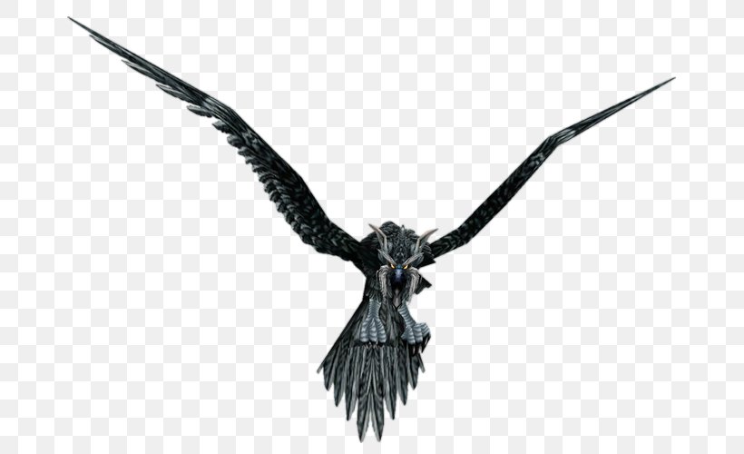 Bird Crow Common Raven World Of Warcraft Wowpedia, PNG, 703x500px, Bird, Animal, Beak, Common Raven, Crow Download Free