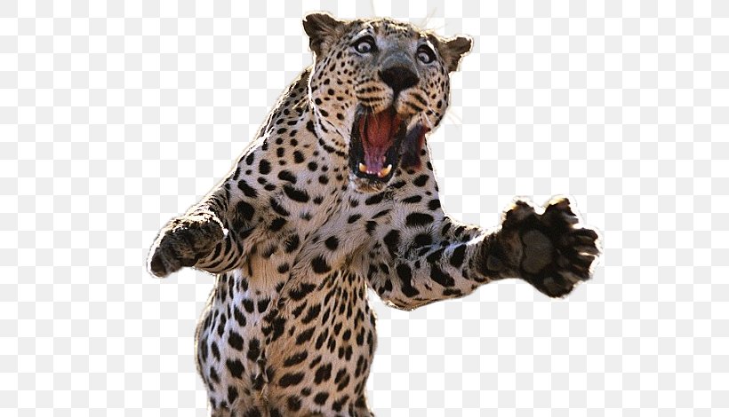 Cheetah Tiger Jaguar Post Cards Lion, PNG, 590x470px, Cheetah, African Leopard, Animal Figure, Big Cats, Carnivoran Download Free