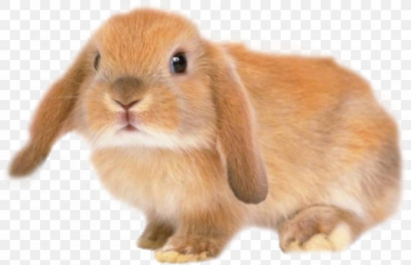 Holland Lop Silver Fox Rabbit Domestic Rabbit Chinchilla, PNG, 908x587px, Holland Lop, Chinchilla, Cuteness, Display Resolution, Domestic Rabbit Download Free