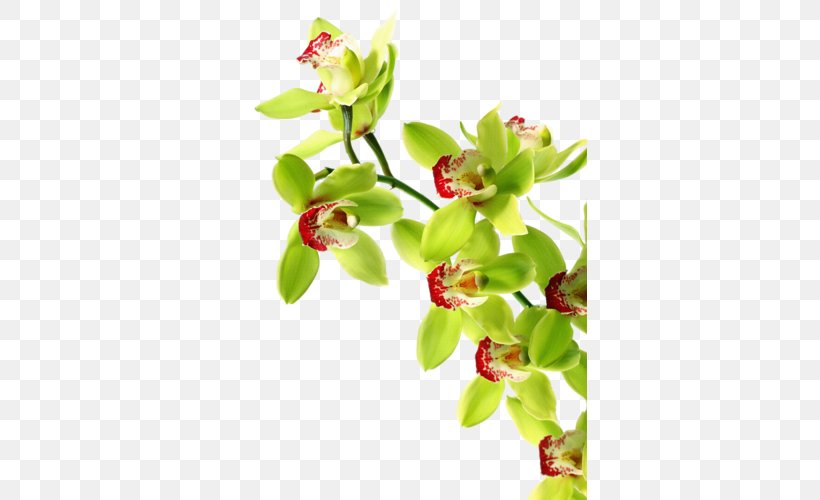 Orchids Green Orchid Growing Tiger Orchid Boat Orchid, PNG, 355x500px, Orchids, American Orchid Society, Blossom, Bluegreen, Boat Orchid Download Free
