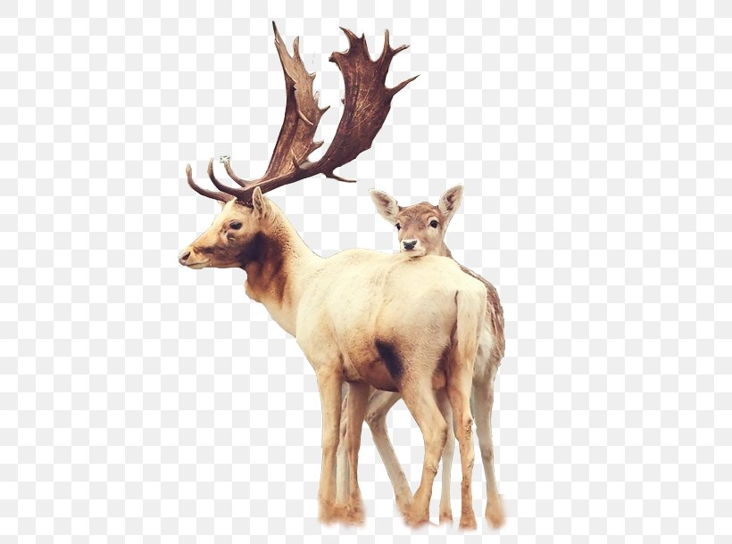 Samsung Galaxy S6 Deer IPhone 6 Plus Wallpaper, PNG, 500x610px, Samsung Galaxy S5, Android, Antler, Deer, Display Resolution Download Free