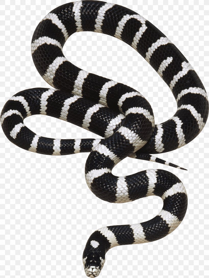 Spineless Wonders The Species Seekers: Heroes, Fools, And The Mad Pursuit Of Life On Earth The Natural History Of The Rich Book Invertebrate, PNG, 2081x2768px, Snake, Black And White, Colubridae, Kingsnake, Kingsnakes Download Free