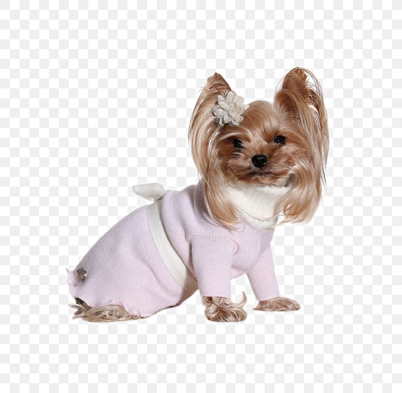 Yorkshire Terrier Prince And Princess Dog Clothes Romantic Princess, PNG, 600x800px, Yorkshire Terrier, Carnivoran, Chihuahua, Clothing, Companion Dog Download Free