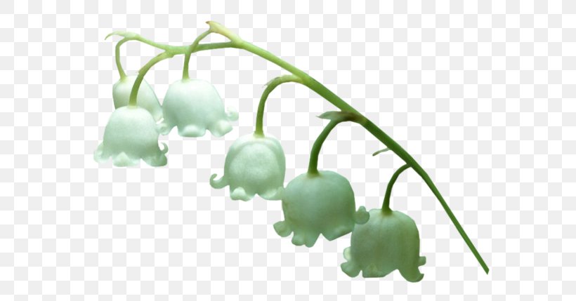 Animaatio Lily Of The Valley Clip Art, PNG, 600x429px, Watercolor, Cartoon, Flower, Frame, Heart Download Free
