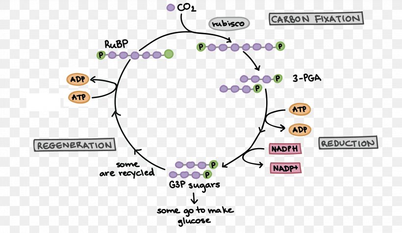 Calvin Cycle Photosynthesis Light-independent Reactions Cellular  Respiration Biology, PNG, 2679x1553px, Calvin Cycle, Adenosine  Triphosphate, Area,
