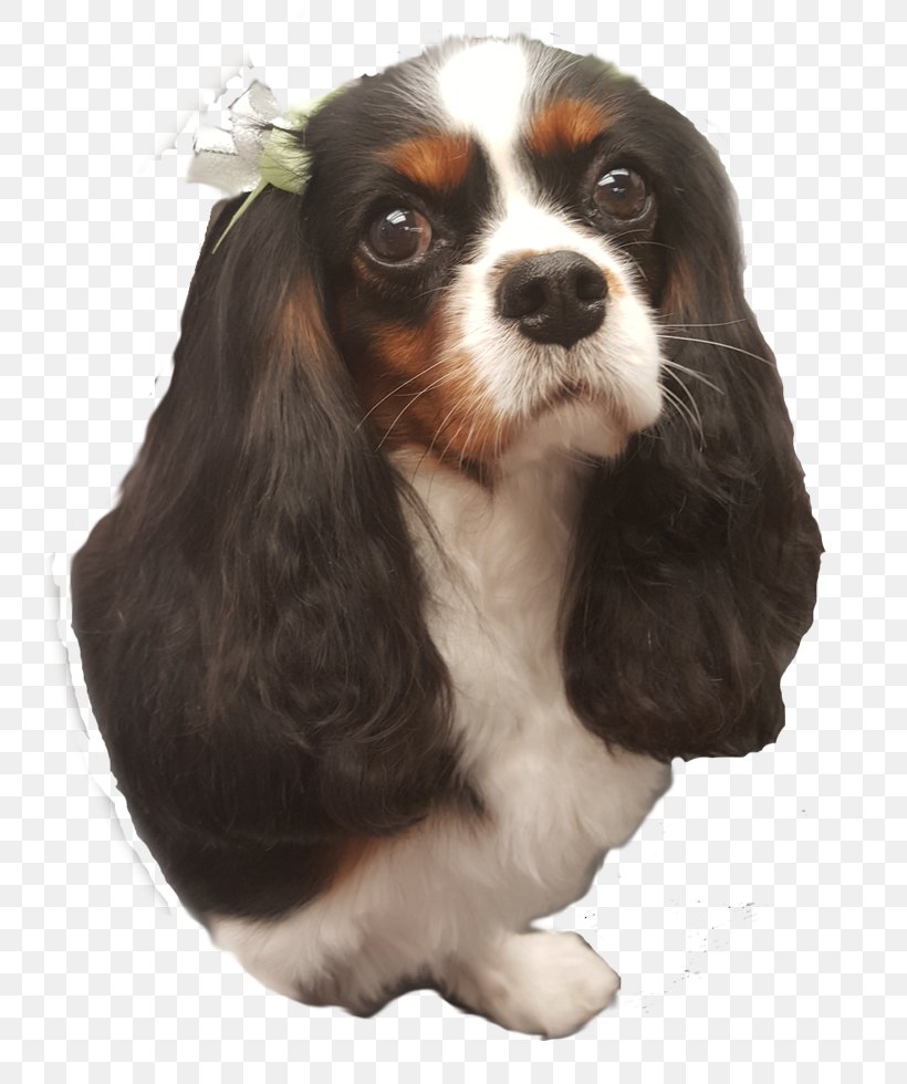 Cavalier King Charles Spaniel Puppy Dog Breed Companion Dog, PNG, 750x980px, King Charles Spaniel, Breed Group Dog, Carnivoran, Cat, Cavalier King Charles Spaniel Download Free