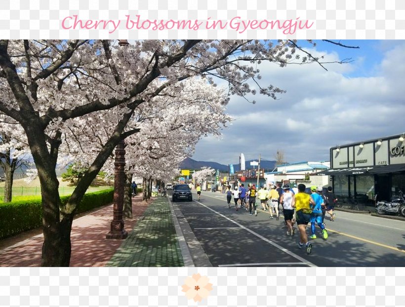 Cherry Blossom Recreation ST.AU.150 MIN.V.UNC.NR AD, PNG, 1052x800px, Cherry Blossom, Blossom, Cherry, Flower, Lane Download Free