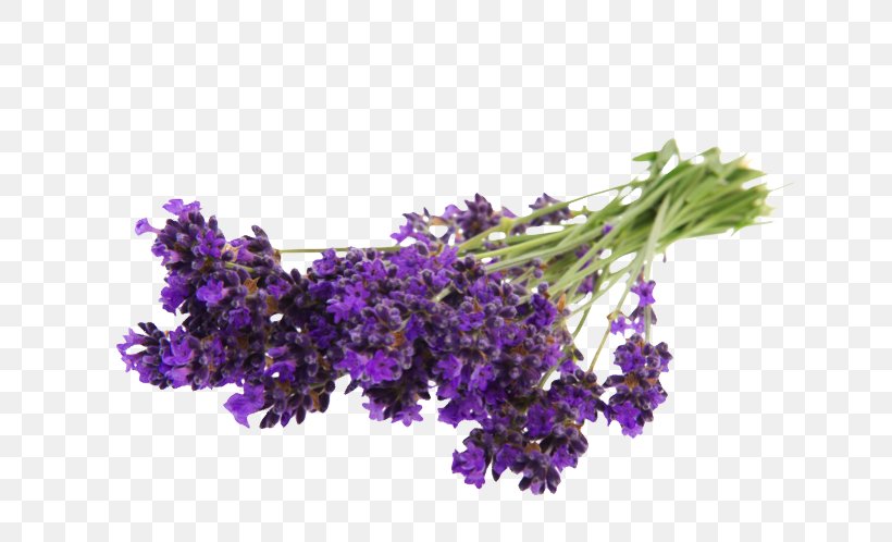 English Lavender Flower Bouquet Stock Photography, PNG, 746x498px, English Lavender, Alamy, Blume, Branch, Cut Flowers Download Free