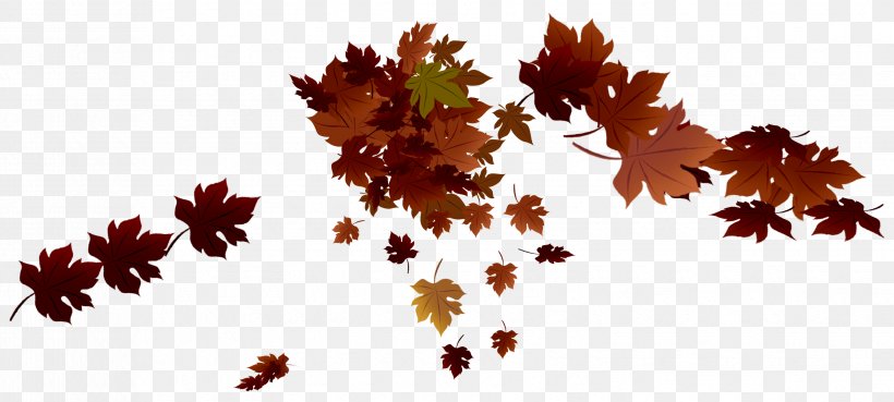 Maple Leaf Autumn Leaf Color, PNG, 3305x1488px, Leaf, Autumn, Autumn Leaf Color, Branch, Flowering Plant Download Free