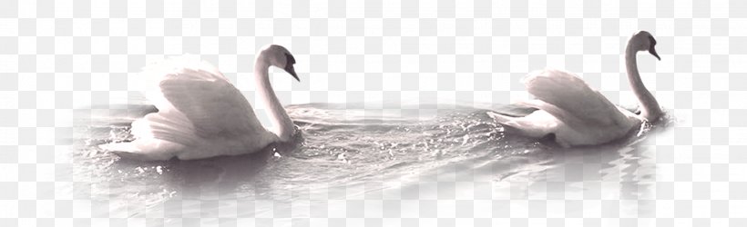 Mute Swan Mooncake Duck, PNG, 2231x682px, Mute Swan, Beak, Bird, Black And White, Cygnini Download Free