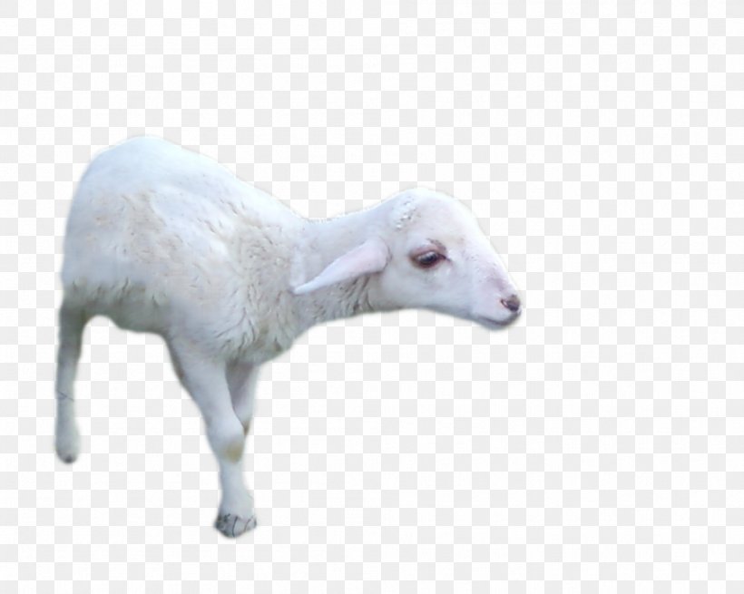 Sheep Goat Cattle DeviantArt, PNG, 999x799px, Sheep, Art, Cattle, Cattle Like Mammal, Cow Goat Family Download Free
