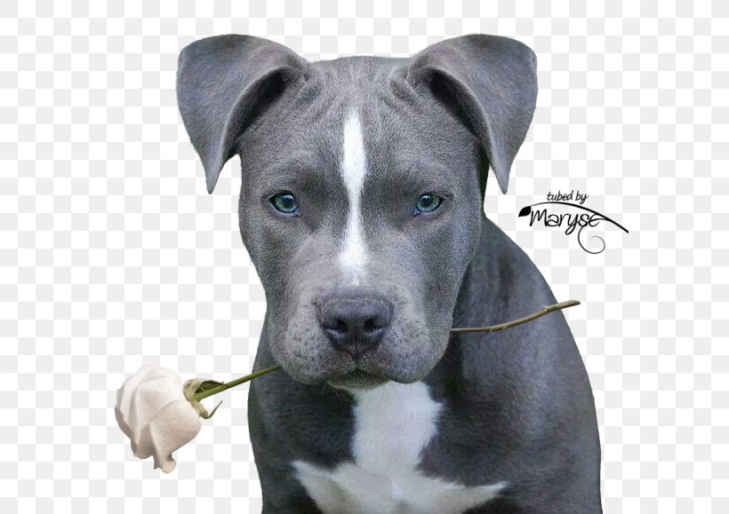 american staffordshire terrier blue
