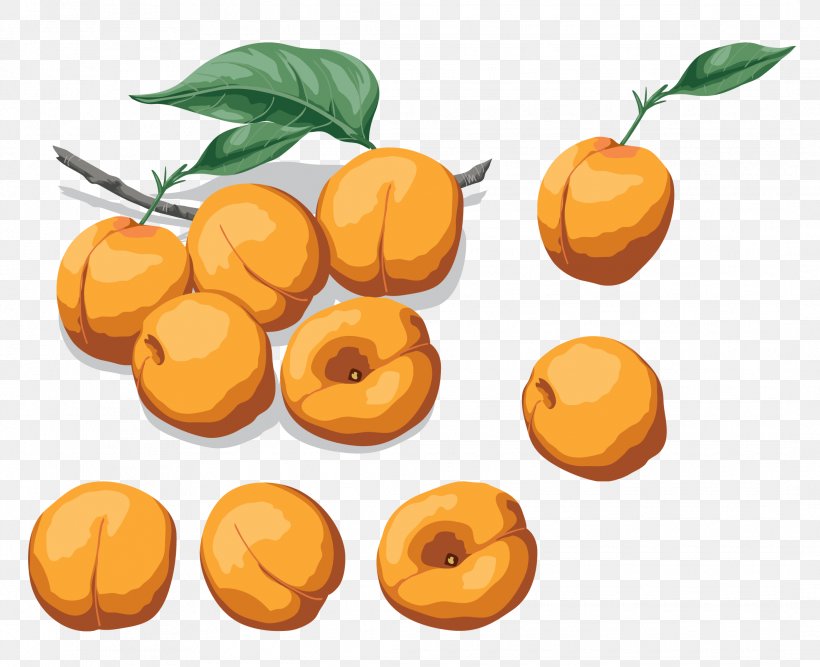 Apricot Nectarine Drawing Vegetarian Cuisine Food, PNG, 2135x1739px, Apricot, Digital Image, Drawing, Food, Fruit Download Free