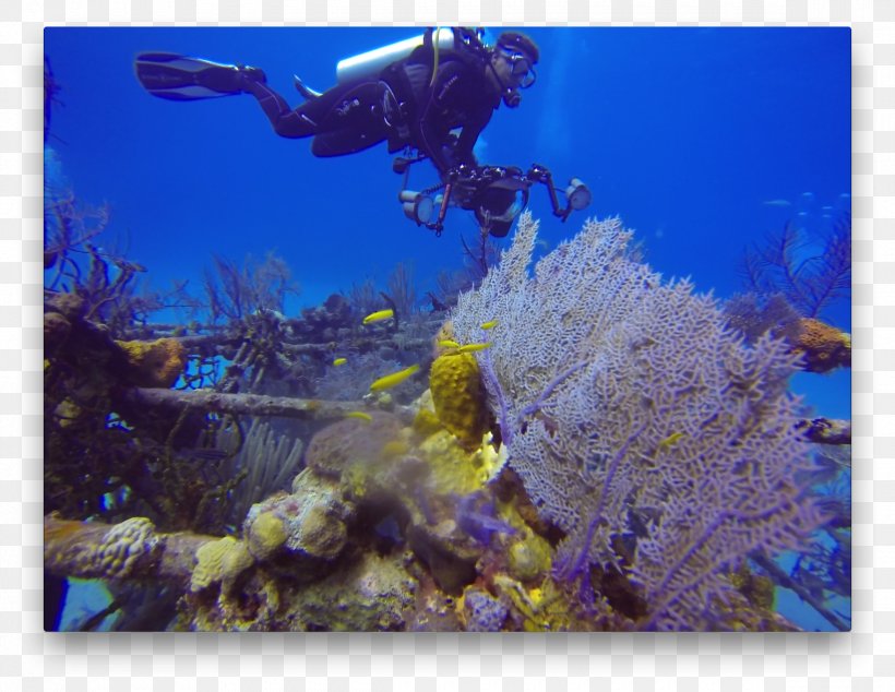 Coral Reef Fish Stony Corals Australian 4WD Hire Underwater, PNG, 2340x1810px, Coral Reef, Aquarium Lighting, Aquariums, Australian 4wd Hire, Cairns Download Free