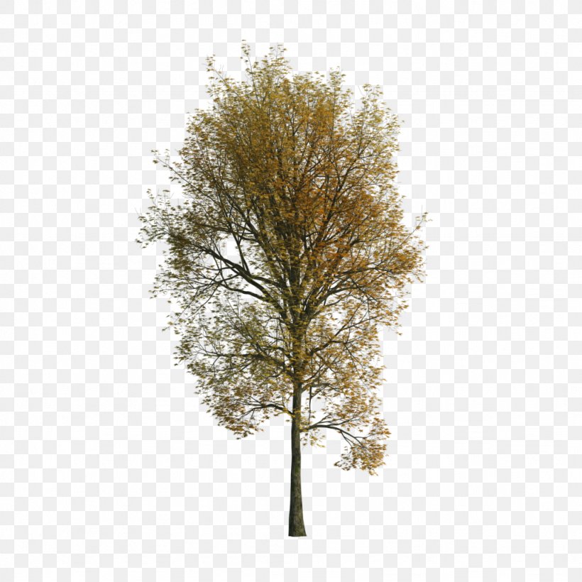 Tree Woody Plant Tilia Cordata, PNG, 1024x1024px, Tree, Architectural Engineering, Architecture, Ash, Birch Download Free