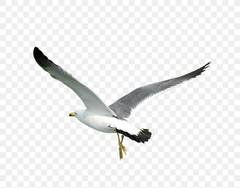 Bird Gulls, PNG, 699x643px, Bird, Beak, Fauna, Feather, Gull Download Free