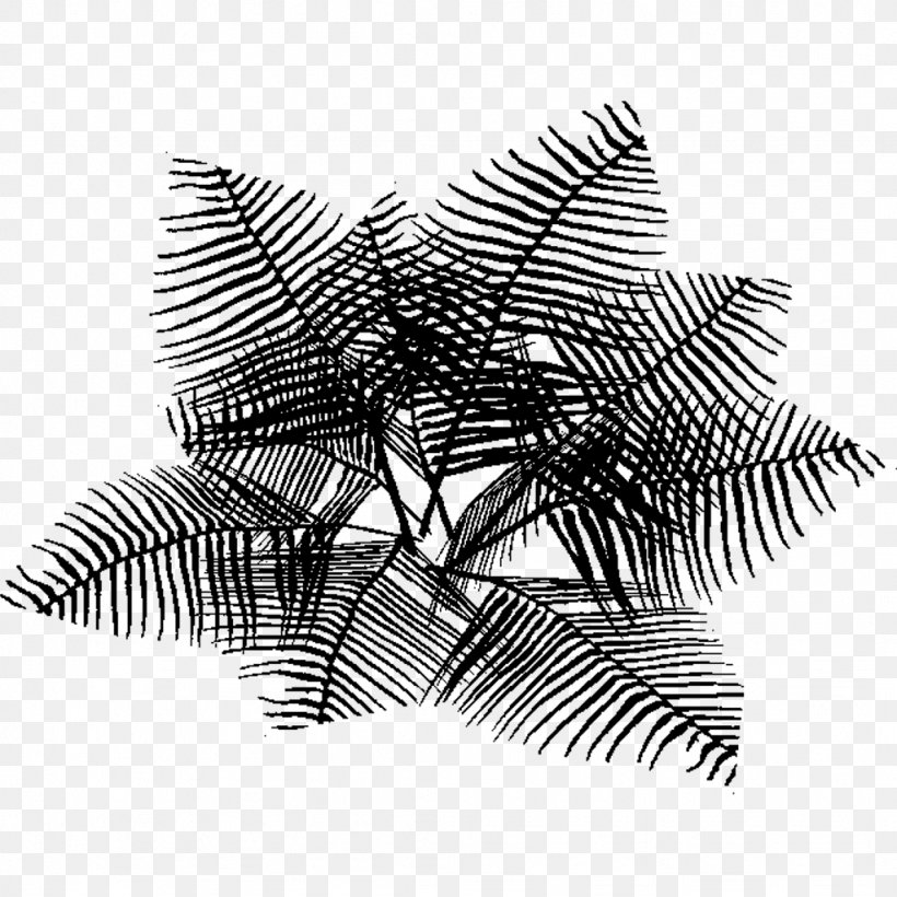 Black & White, PNG, 1024x1024px, Black White M, Blackandwhite, Branch, Fern, Ferns And Horsetails Download Free