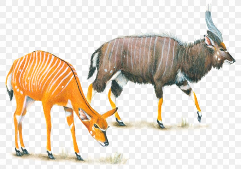 Bongo Antelope Nyala Deer Female, PNG, 900x632px, Bongo, Animal, Antelope, Art, Cattle Like Mammal Download Free