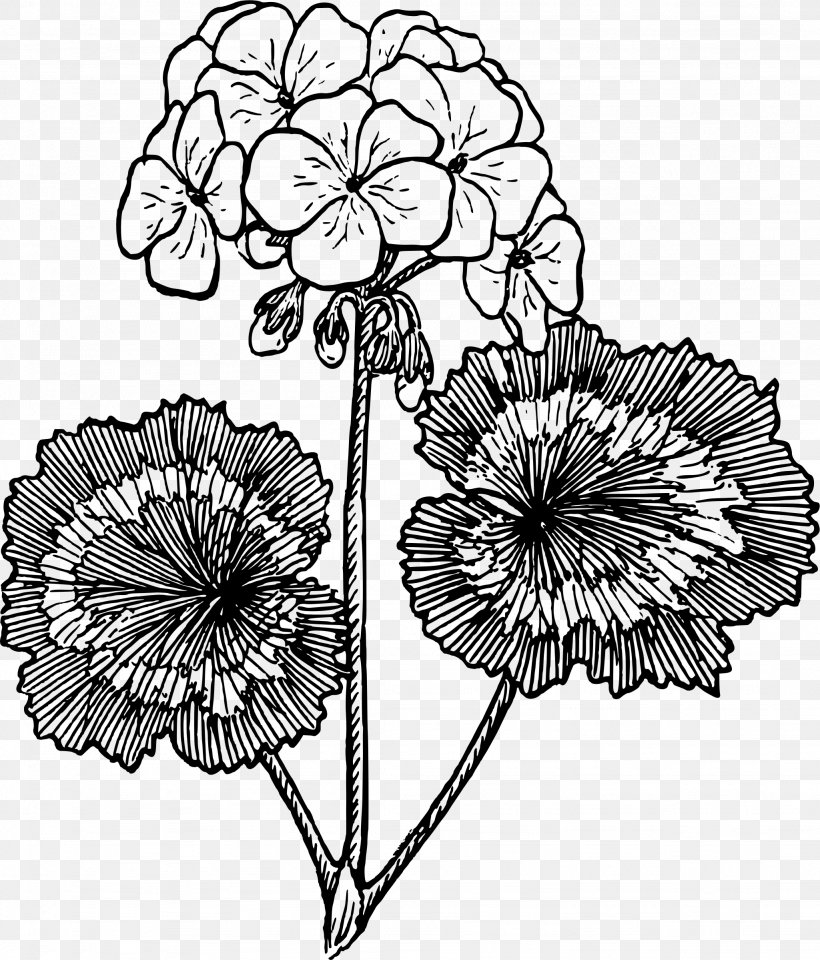 Drawing Flower Clip Art, PNG, 2049x2399px, Drawing, Black And White, Chrysanths, Crane Sbill, Cut Flowers Download Free