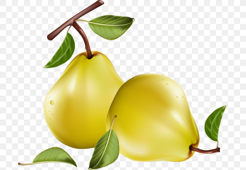 Fruit Pear Clip Art, PNG, 699x569px, Fruit, Apple, Citrus, Food, Fruit Tree Download Free