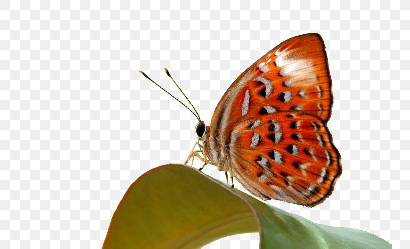 Monarch Butterfly Gossamer-winged Butterflies Brush-footed Butterflies Pizza, PNG, 750x499px, Monarch Butterfly, Argynnis, Baidu, Boloria, Brushfooted Butterflies Download Free
