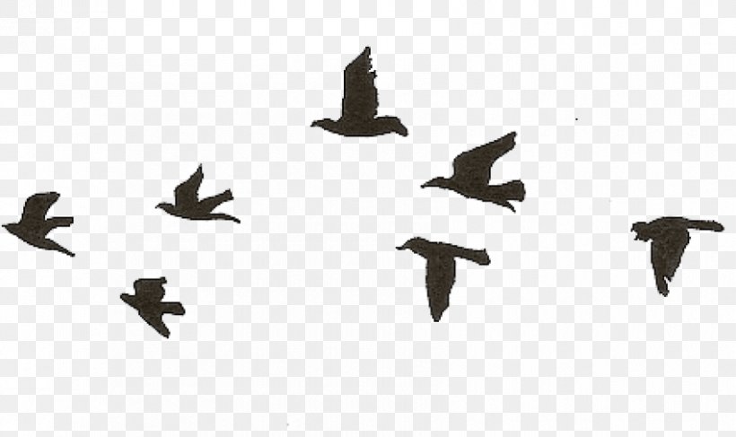 Swallow Bird, PNG, 850x505px, Bird, Animal Migration, Bird Flight, Bird Migration, Drawing Download Free