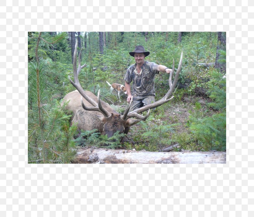Elk White-tailed Deer Nature Reserve Deer Hunting, PNG, 640x700px, Elk, Deer, Deer Hunting, Fauna, Horn Download Free