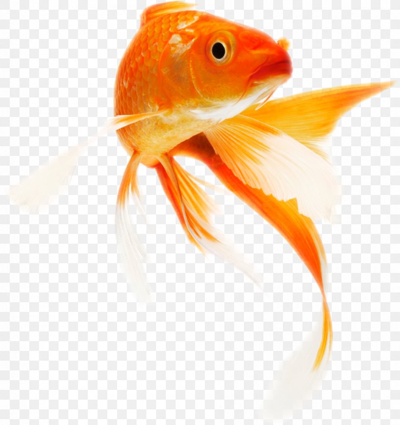 Koi Common Goldfish Clip Art Transparency, PNG, 940x1000px, Koi, Aquarium, Aquarium Fish Feed, Bony Fish, Common Carp Download Free