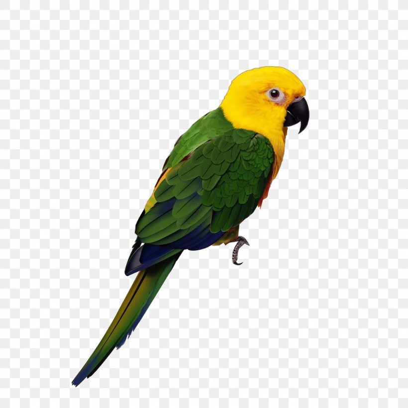 Parrot Lovebird Cockatiel Budgerigar, PNG, 1024x1024px, Parrot, Beak, Bird, Birdcage, Budgerigar Download Free