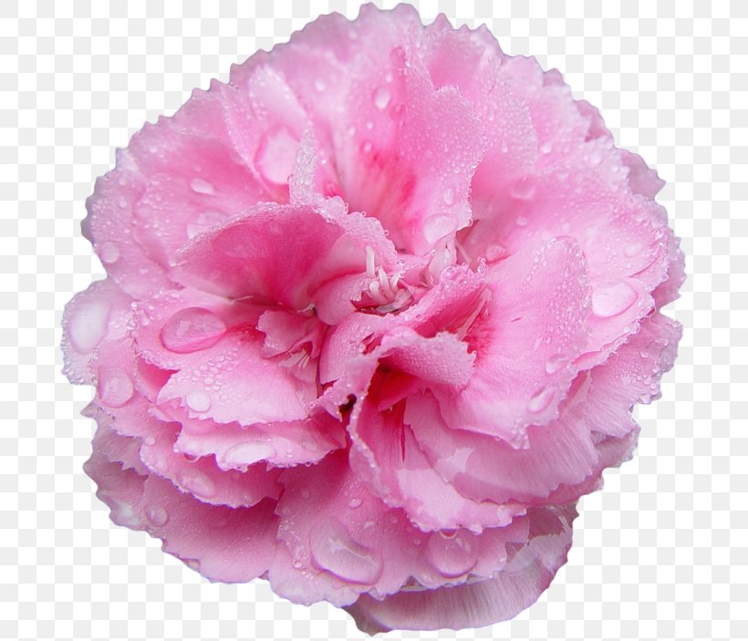 Pink Flowers Rose Carnation Nancy's Salon, PNG, 700x703px, Pink Flowers, Azalea, Carnation, Common Sunflower, Cut Flowers Download Free