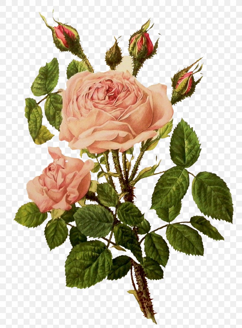 Rose Floral Design Clip Art Illustration, PNG, 1107x1500px, Rose, Art, Botanical Illustration, Cut Flowers, Floral Design Download Free