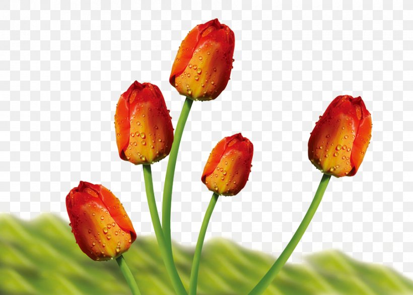 Tulip Flower Bouquet, PNG, 900x643px, Tulip, Bud, Flower, Flower Bouquet, Flowering Plant Download Free