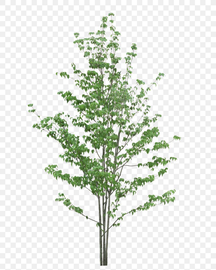 Twig Tree Leaf Fundal, PNG, 630x1024px, Twig, Animation, Bamboo, Birch, Branch Download Free
