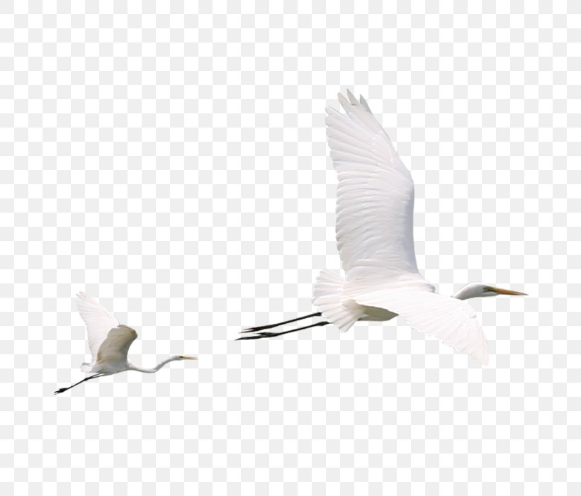 Beak Water Bird Crane Egret, PNG, 700x700px, Beak, Bird, Crane, Crane Like Bird, Egret Download Free