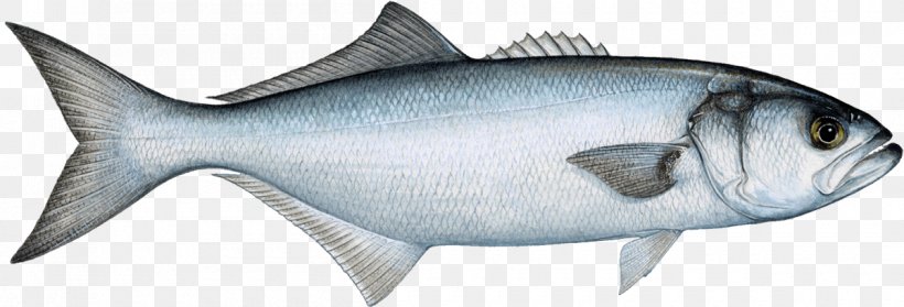 Bluefish Fishing Fish Market Pelagic Fish, PNG, 1200x409px, Bluefish, Animal Figure, Atlantic Bluefin Tuna, Bonito, Bony Fish Download Free