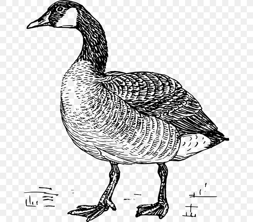 Chinese Goose Bird Canada Goose Coloring Book, PNG, 666x720px, Goose, Animal, Ausmalbild, Beak, Bird Download Free