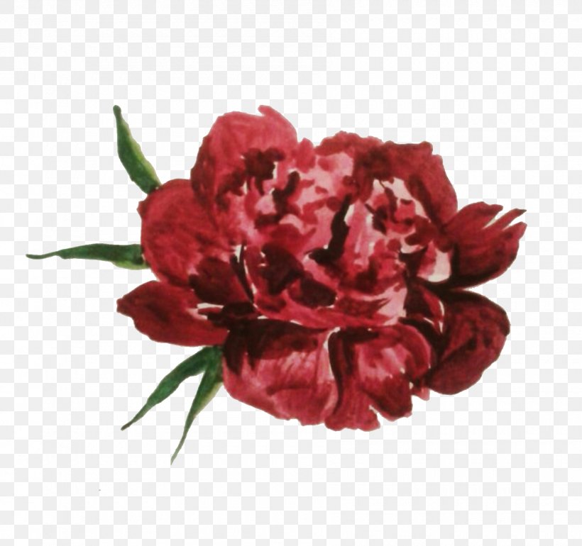 Illustrator Peony Illustration Carnation Cut Flowers, PNG, 1800x1692px, Illustrator, Artificial Flower, Author, Cabbage Rose, Carnation Download Free