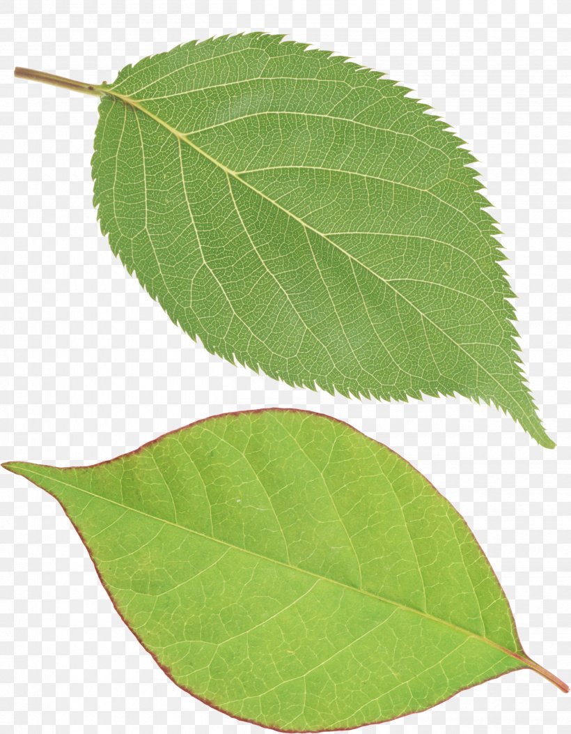 Leaf Green Wallpaper, PNG, 2520x3237px, Leaf, Clipping Path, Display Resolution, Dots Per Inch, Image Resolution Download Free