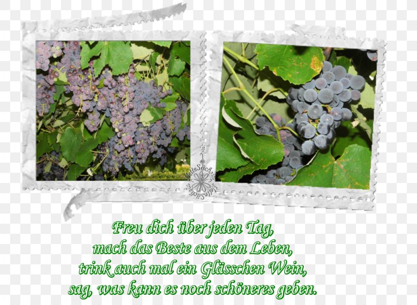 Leaf Lilac Herb Tree, PNG, 1024x750px, Leaf, Flora, Grass, Herb, Lilac Download Free