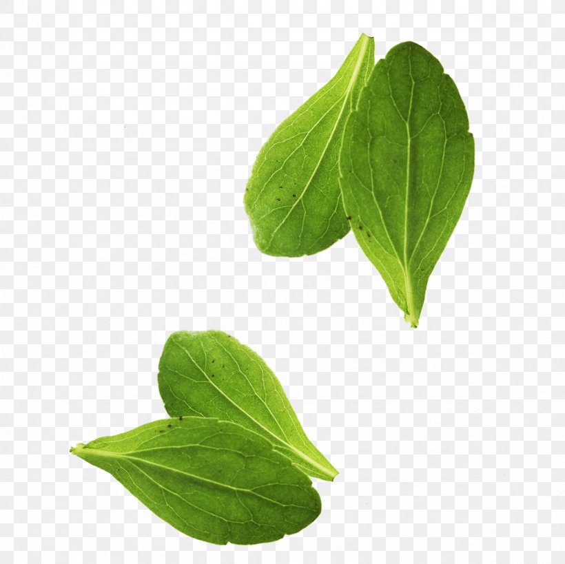Leaf Vegetable Basil Leaf Vegetable, PNG, 1181x1181px, Leaf, Basil, Designer, Google Images, Herb Download Free