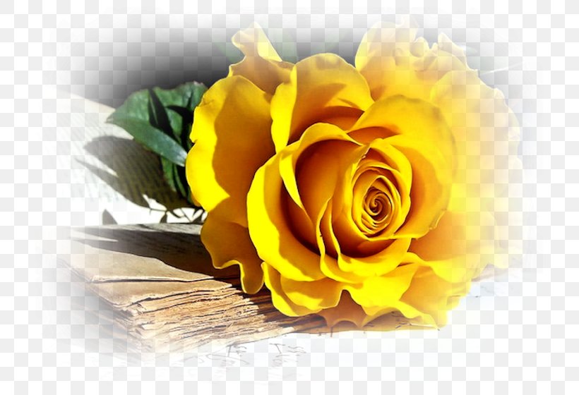 Rose Flower Desktop Wallpaper Yellow, PNG, 740x560px, Rose, Blue, Cut Flowers, Floral Design, Floristry Download Free