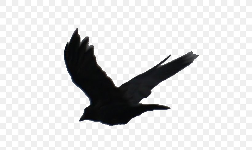 The Divergent Series Beatrice Prior American Crow YouTube, PNG, 577x489px, Divergent, Action Film, American Crow, Beak, Beatrice Prior Download Free