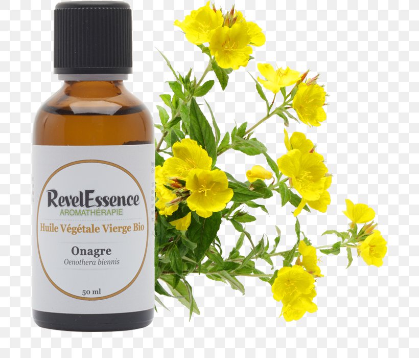 Vegetable Oil Huile Alimentaire Essential Oil Sesame Oil, PNG, 700x700px, Vegetable Oil, Aromatherapy, Borage, English Marigold, Essential Oil Download Free