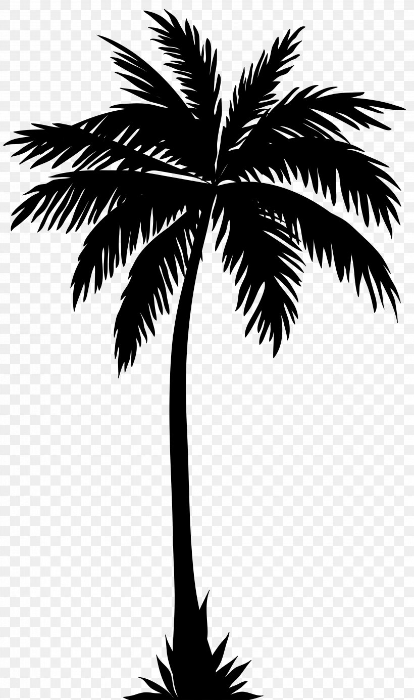 Arecaceae Silhouette Clip Art, PNG, 4738x8000px, Arecaceae, Arecales, Black And White, Borassus Flabellifer, Branch Download Free