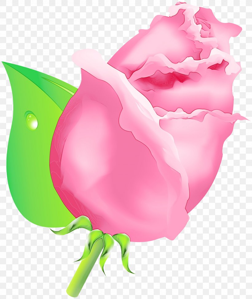 Rose, PNG, 2526x3000px, Watercolor, Flower, Paint, Petal, Pink Download Free